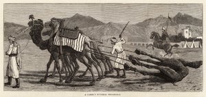 A Camel